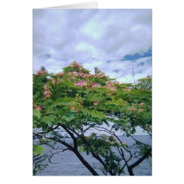 LittleBayParkmimosatree 001 (Frente)