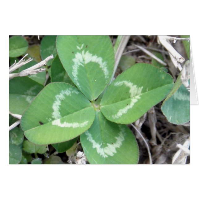 Live Real 4 Leaf Clover Photo (Anverso (Horizontal))