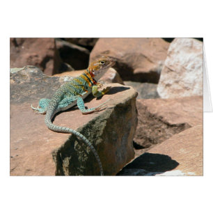 Lizard collarada, tarjeta en blanco Mesa Verde