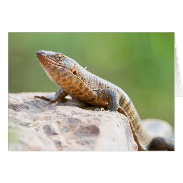 Lizard colocado (Anverso (Horizontal))