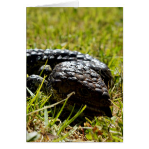 Lizard de lengua azul australiana,