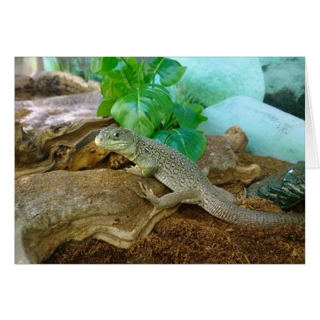 Lizard en un terrario (Anverso (Horizontal))