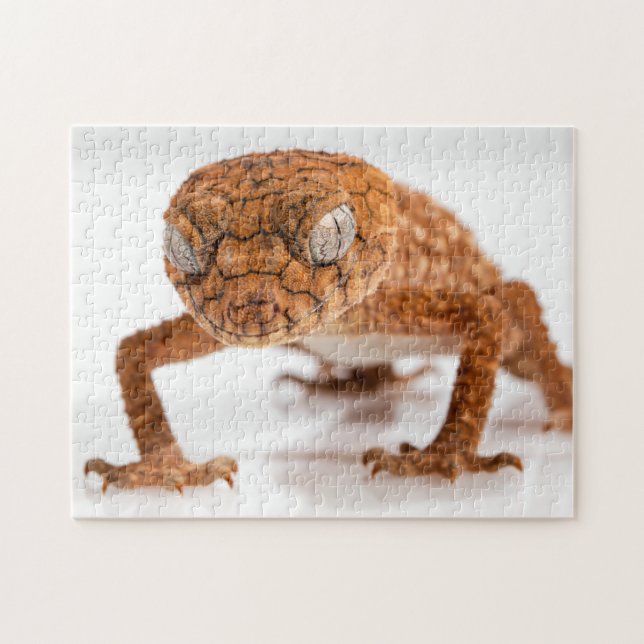 Lizard Glaring Gecko Photo Puzzle (Horizontal)