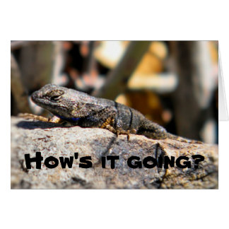 Lizard pregunta "¿cómo va?"