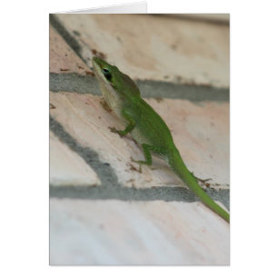 Lizard verde de acecho