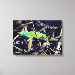 Lizard verde foto lienzo de envolvimiento