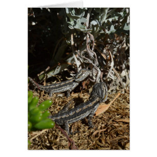 Lizarras de dragón con barba para bebés,