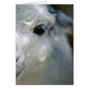 Llama
