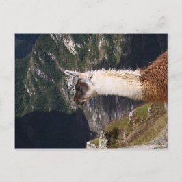 Llama a la postal de Machu Picchu