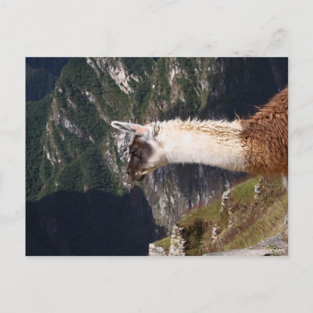 Llama a la postal de Machu Picchu (Anverso)