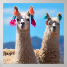 Llama arte Poster