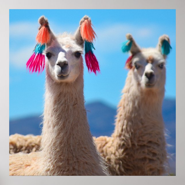 Llama arte Poster (Frente)