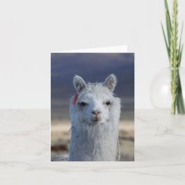 Llama blanca Tarjeta de nota de la cabeza de cierr