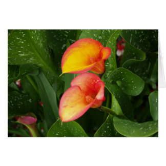 Llama Calla.