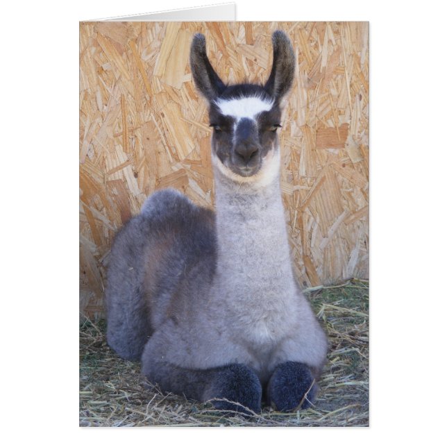 Llama cria - en blanco (Frente)