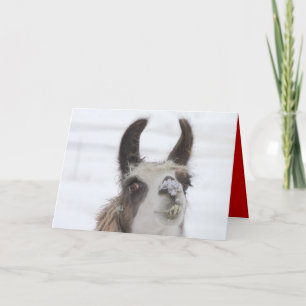 Llama del navidad con nieve en la nariz para los