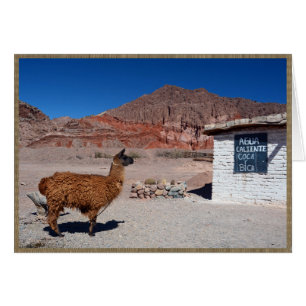 Llama en el Quebrada de Cafayate, la Argentina