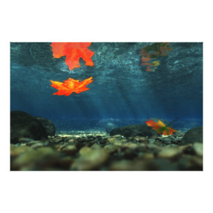 Llama en la imagen de fotos de agua