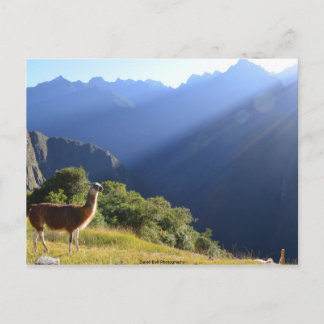 Llama en la postal de los Andes