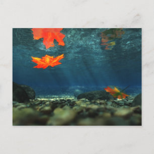 Llama en la postal del agua