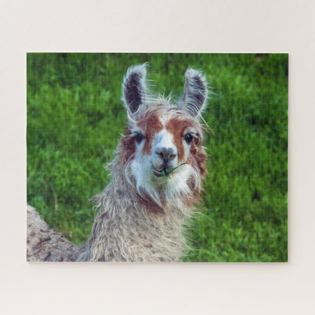 Llama en una granja, rompecabezas (Horizontal)