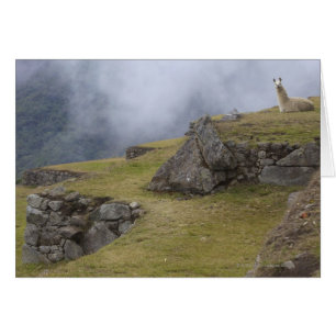Llama (Lama glama) entre las terrazas incas en