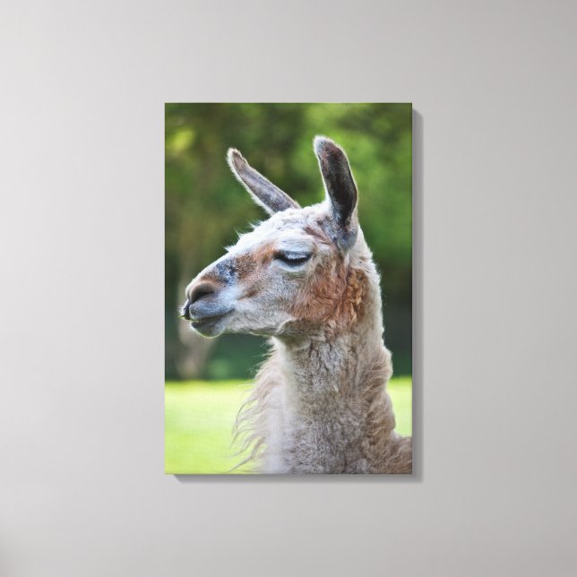 Llama Lienzo Impreso (Anverso)