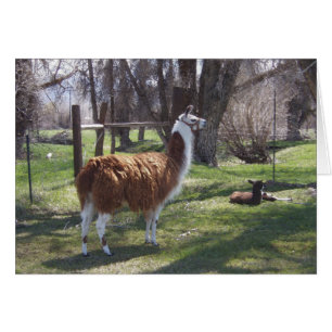 Llama mamá y bebé Lama