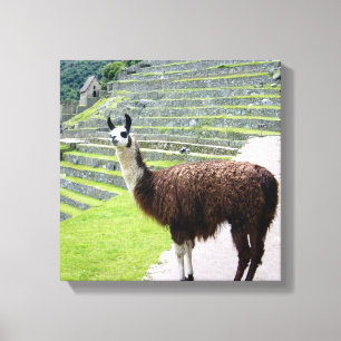 llama mira lienzo