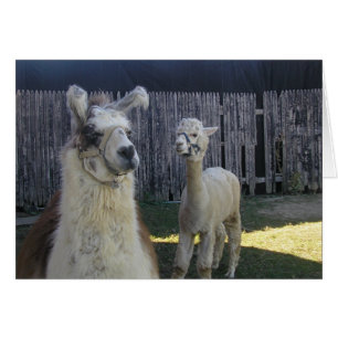 ¡llama pals!