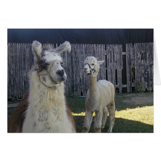 ¡llama pals! (Anverso (Horizontal))