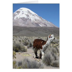 Llama por la montaña de Sajama de la nieve,