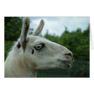 Llama sonriente