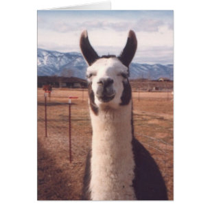 "Llama sonriente"