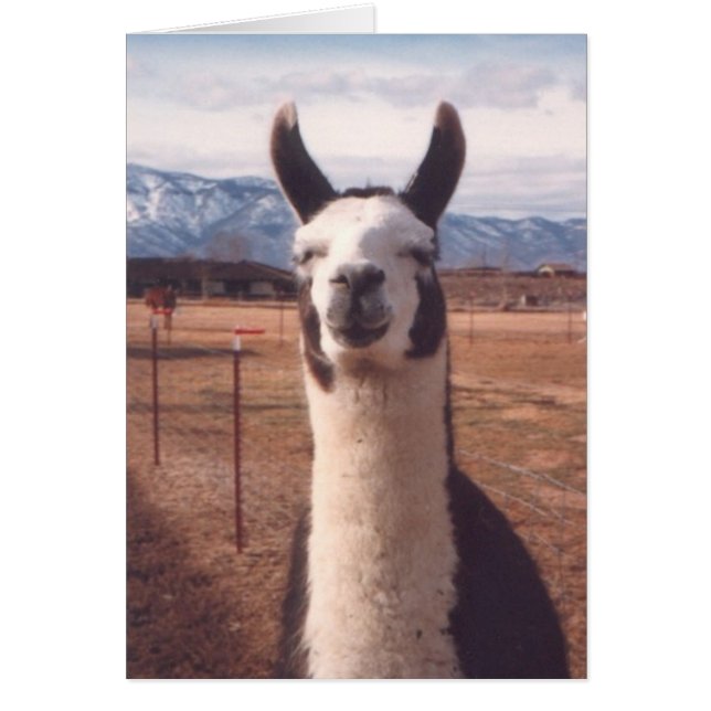 "Llama sonriente" (Frente)
