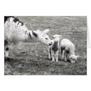Llama y lambs