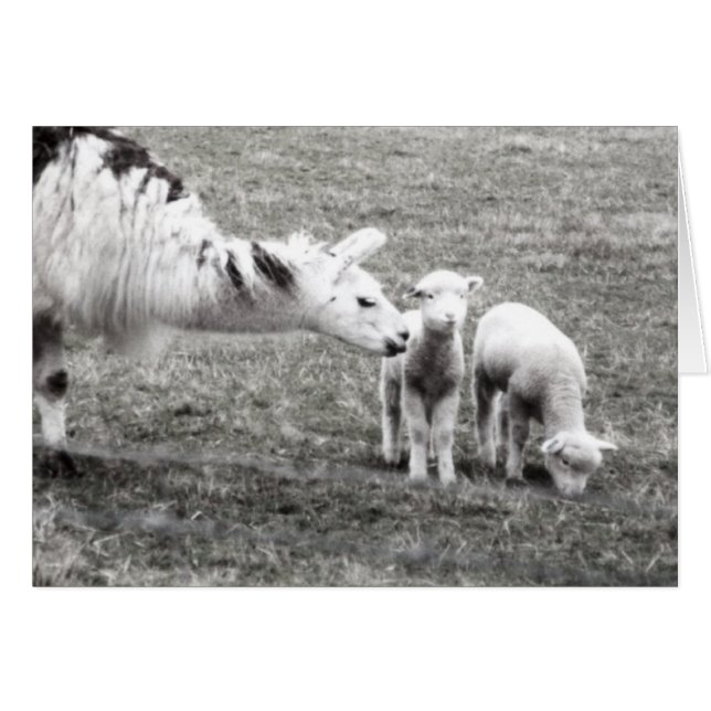 Llama y lambs (Anverso (Horizontal))