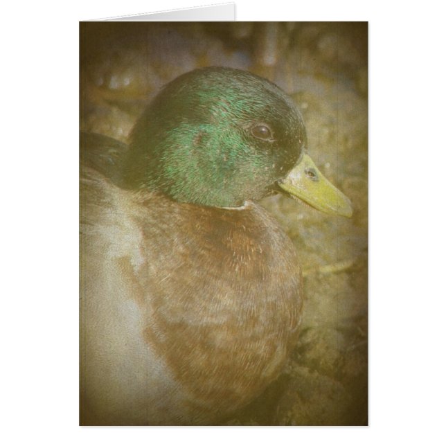 Llamar a Duck Drake (Frente)