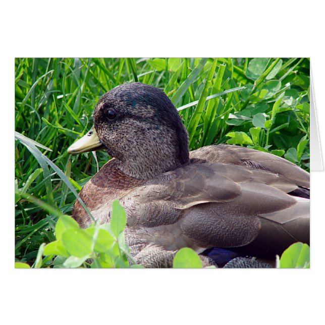 Llamar a Duck Drake (Anverso (Horizontal))