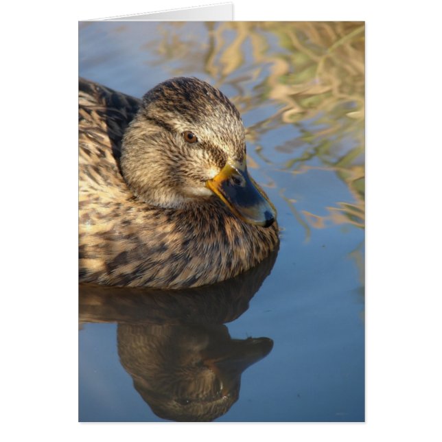 Llamar a Duck Hen con reflexiones (Frente)