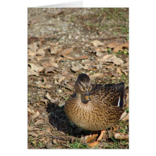 Llamar al pato