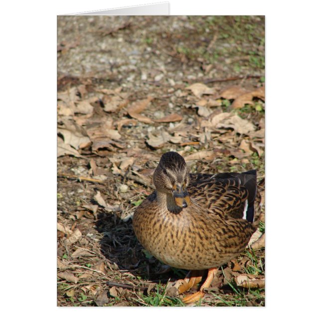 Llamar al pato (Frente)