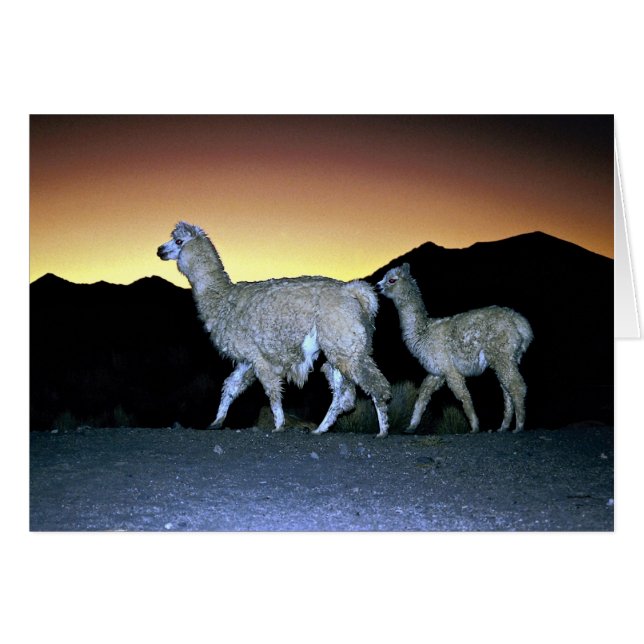 Llamas al atardecer (Anverso (Horizontal))