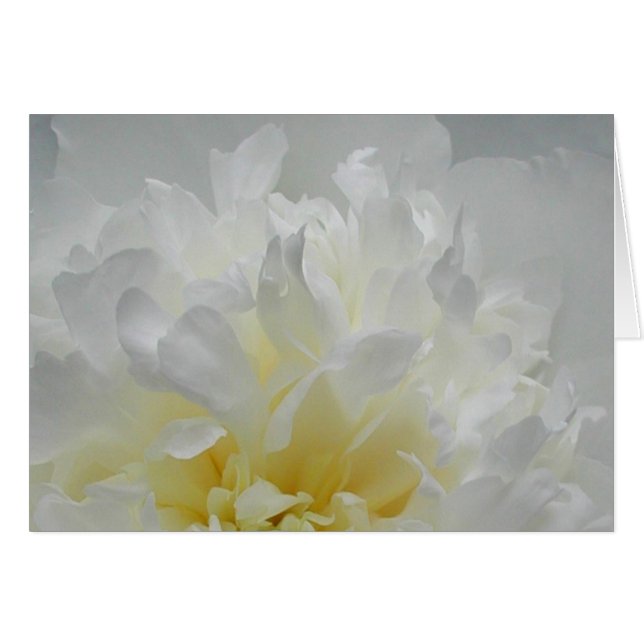 Llamas del Peony (Anverso (Horizontal))