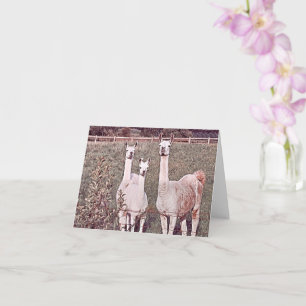 Llamas encantadoras - Tarjeta de saludo en blanco