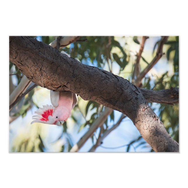 "¿Llamas?" Fotografías de Cockatoo del Mayor Mitch (Frente)