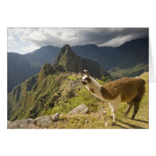 Llamas y una vista general de Machu Picchu,