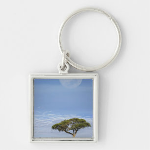 Llavero Acacia de espina de paraguas, Acacia tortilis, y