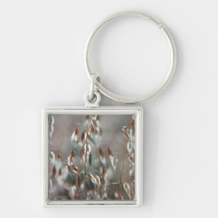 Llavero Acejas maduras (Avena Sativa) Cerca. Cáceres, Bol