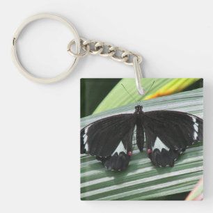 Llavero Acrílico de mariposa tropical negra y blanca